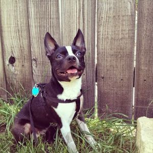 Meet your Posher, Jesús